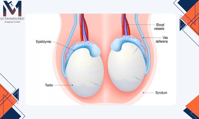سونوگرافی بیضه در حالت ایستاده و خوابیده چه تفاوتی دارد؟